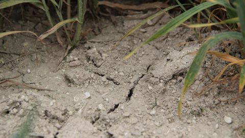 Les rendements pourraient chuter de –15 % à –25 % dans les principales régions productrices de blé d'ici à la fin du siècle, selon une étude.