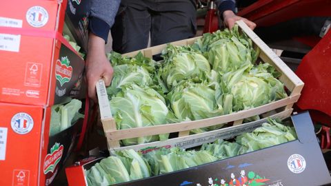 Le Cerafel cherche des solutions, notamment concernant la main-d’œuvre pour garder sa production de choux-fleurs.
