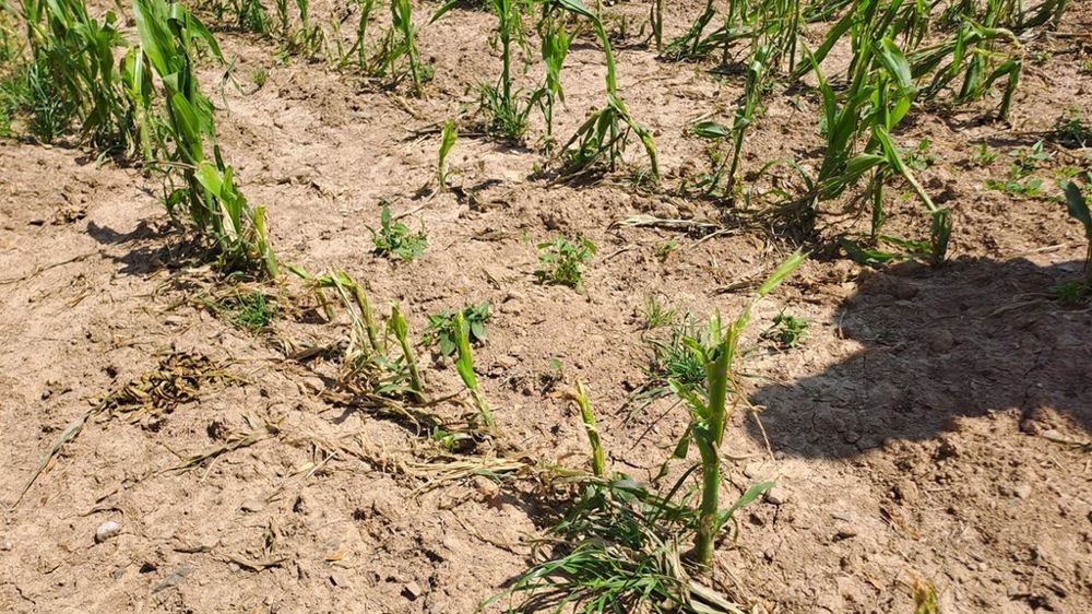 Maïs endommagé par l'orage de grêle
