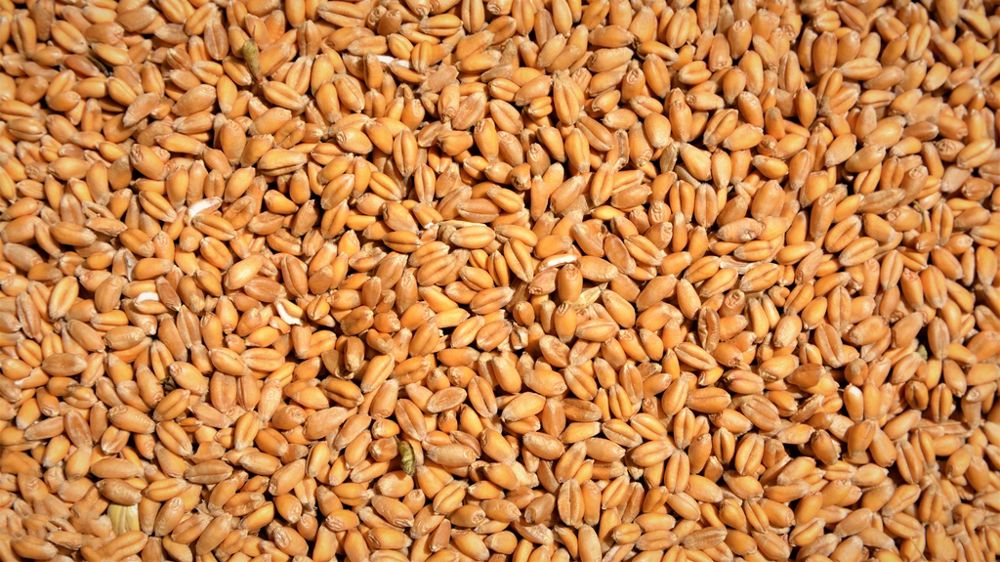 Grains de blé