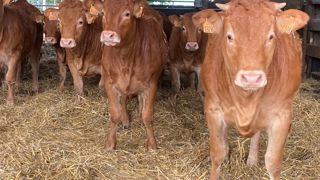 L’excédent brut d’exploitation augmente dans les trois systèmes de production limousin en 2024. L’excédent brut d’exploitation augmente dans les trois systèmes de production limousin en 2024.