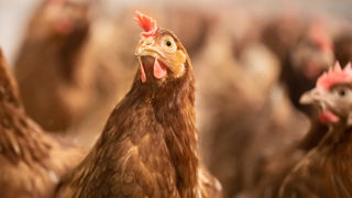Dans son avis, l’Anses valide la pertinence de maintenir les prélèvements d’environnement aux côtés des prélèvements de fientes pour le dépistage des salmonelles, comme le prévoit l’arrêté du 27 février 2023. Dans son avis, l’Anses valide la pertinence de maintenir les prélèvements d’environnement aux côtés des prélèvements de fientes pour le dépistage des salmonelles, comme le prévoit l’arrêté du 27 février 2023.