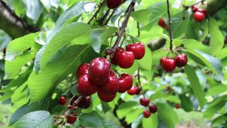Face à une demande en cerise portée par la météo estivale, « notre principal souci est notre capacité à produire », estime Alexandra Lacoste, directrice de l’AOP Cerise de France.