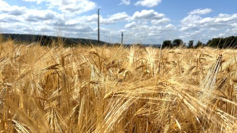 Comment a démarré la moisson 2025 ? Premiers retours du terrain.
