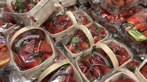 L'AOPn Fraises Framboises va lancer son programme national de sélection variétale dès 2026.