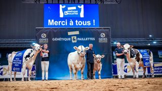 Pour la première fois, la Normande était représentée à l'occasion du concours Miss Paillette Gènes Diffusion. Pour la première fois, la Normande était représentée à l'occasion du concours Miss Paillette Gènes Diffusion.