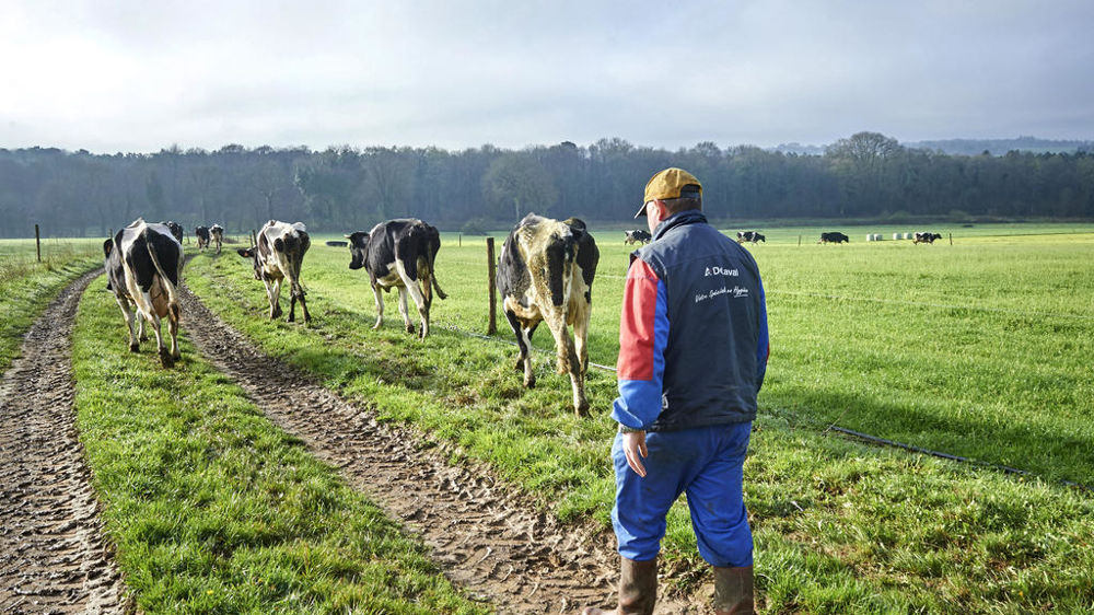 Conduite de vaches laitières en pâture