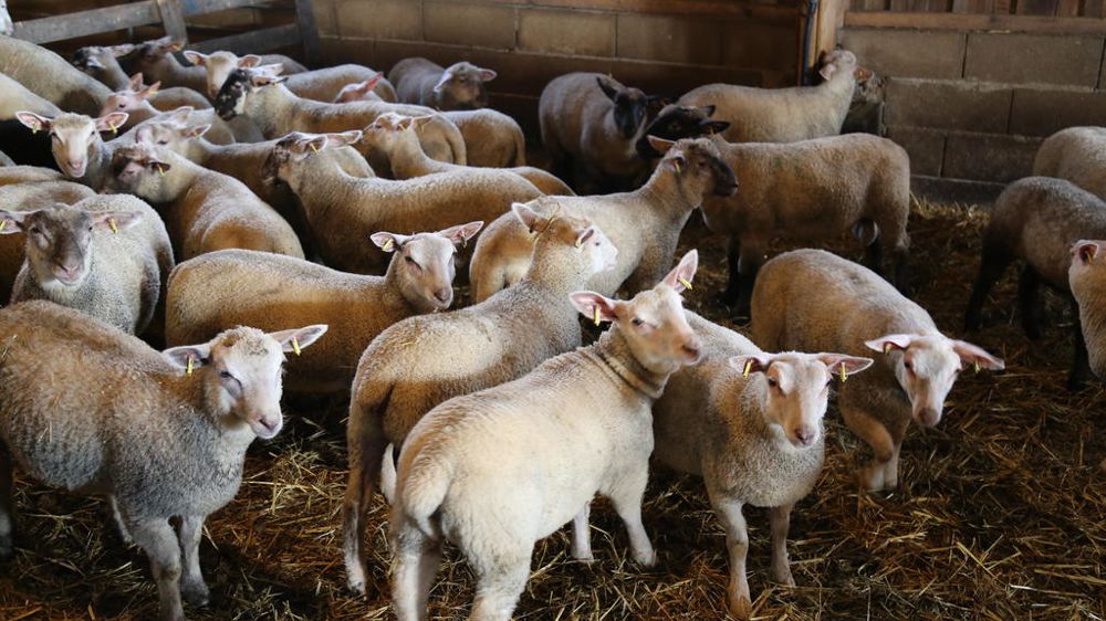 Le cours de l'agneau reste soutenu à 10,5 €/kg en mai 2025.