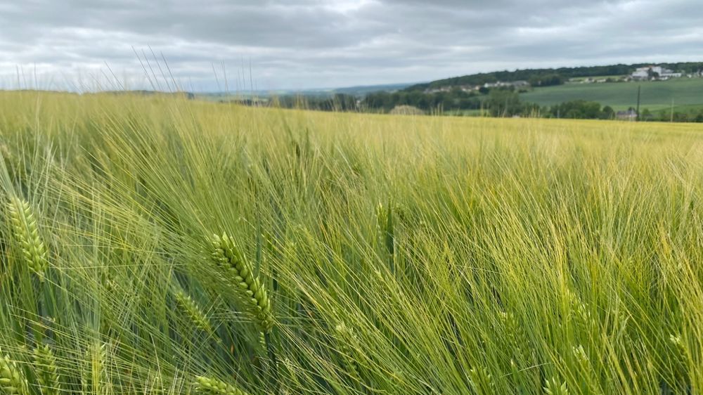 66,7 % des surfaces d'orge étaient de type hiver en 2024, en hausse de 1,7 point par rapport à 2023. Parmi elles, 82 % sont des 6 rangs, contre 18 % de type 2 rangs.