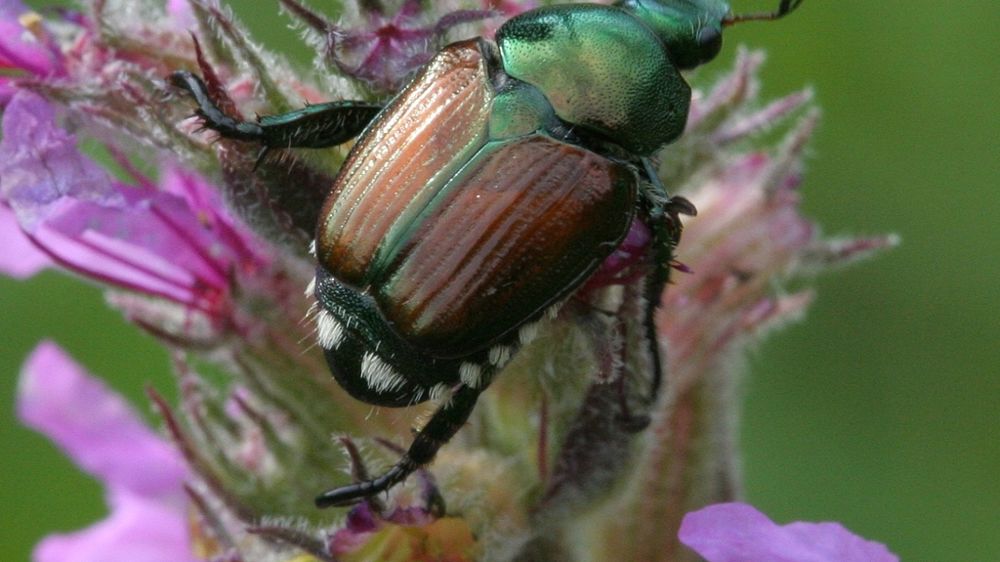 Popilla japonica adulte.