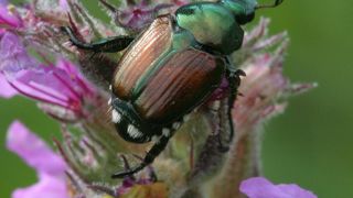 Popilla japonica adulte.