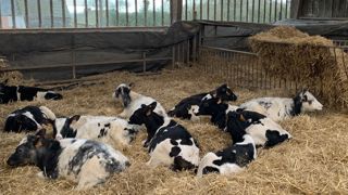 Même si la technicité de l’éleveur est un facteur déterminant, la pertinence économique de l’atelier d'engraissement des veaux issus du troupeau laitier reste dépendante du prix de vente.