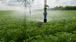 « L’évapotranspiration est plus importante sur les buttes qu’en sol plat » chez la pomme de terre, précise Sébastien Friso, chez Axéréal. « L’évapotranspiration est plus importante sur les buttes qu’en sol plat » chez la pomme de terre, précise Sébastien Friso, chez Axéréal.