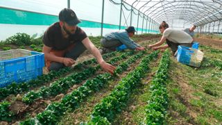 Les Jardins du Volvestre font partie des quelques producteurs qui ont livré les cantines scolaires participant au test.