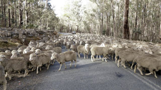 Plus grand exportateur de viande ovine au monde et deuxième pour le boeuf, l'Australie s'écarte de son objectif de neutralité carbone pour l'élévage pour 2030. Plus grand exportateur de viande ovine au monde et deuxième pour le boeuf, l'Australie s'écarte de son objectif de neutralité carbone pour l'élévage pour 2030.