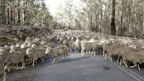 Plus grand exportateur de viande ovine au monde et deuxième pour le boeuf, l'Australie s'écarte de son objectif de neutralité carbone pour l'élévage pour 2030. Plus grand exportateur de viande ovine au monde et deuxième pour le boeuf, l'Australie s'écarte de son objectif de neutralité carbone pour l'élévage pour 2030.