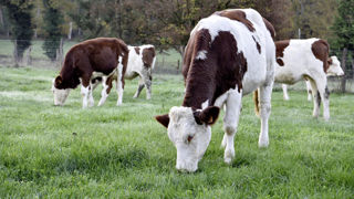 Le ministère de l'Agriculture a annoncé la création d'un programme opérationnel sur le lait bio doté de 12 millions d'euros pour la période de 2026-2027. Le ministère de l'Agriculture a annoncé la création d'un programme opérationnel sur le lait bio doté de 12 millions d'euros pour la période de 2026-2027.