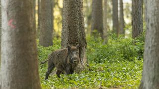 Le ministère de l'Agriculture lance une nouvelle campagne de sensibilisation contre la peste porcine africaine à destination des acteurs concernés. Le ministère de l'Agriculture lance une nouvelle campagne de sensibilisation contre la peste porcine africaine à destination des acteurs concernés.