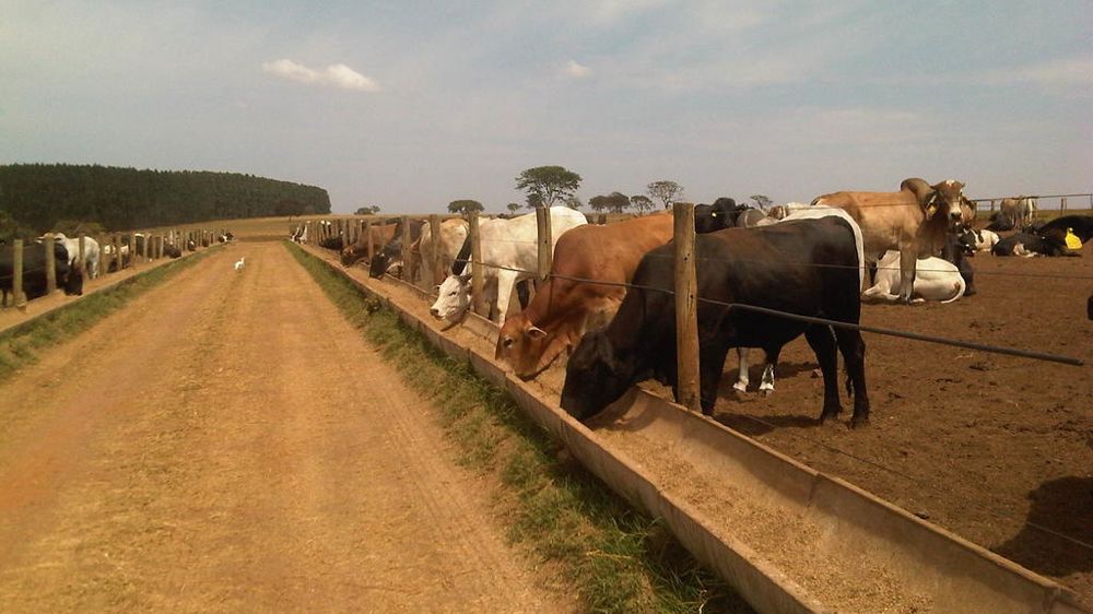 Les abattages de bovins brésiliens ont augmenté de 14 % en 2024, et de 37 % sur les trois dernières années.