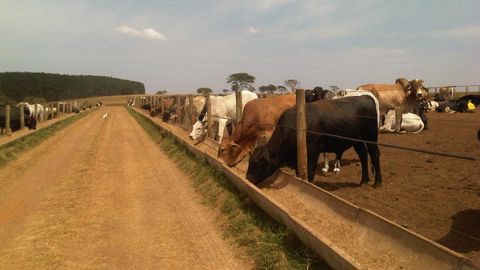 Les abattages de bovins brésiliens ont augmenté de 14 % en 2024, et de 37 % sur les trois dernières années. Les abattages de bovins brésiliens ont augmenté de 14 % en 2024, et de 37 % sur les trois dernières années.
