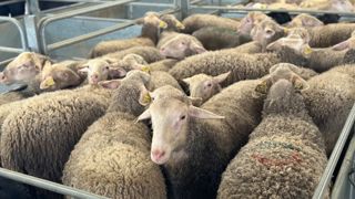 Selon l'Insee, la production en ovins-caprins a chuté de 4,7 % en 2024, notamment à cause la FCO. Selon l'Insee, la production en ovins-caprins a chuté de 4,7 % en 2024, notamment à cause la FCO.