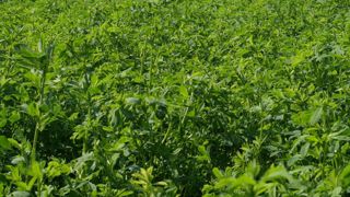 Les aides pour les dix lauréats en légumineuses s’élèvent à 11,7 millions d’euros. Et 8,6 millions d'euros soutiendront des projets de structuration de filière dans le cadre de la planification écologique.