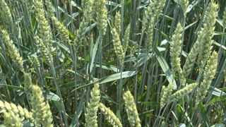 Exempts de septoriose, rouilles, ou encore fusariose : de nouveaux programmes pilotant les traitements fongicides garantissent le bon état sanitaire des céréales.