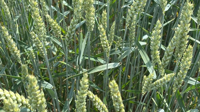 Céréales : acheter des « parcelles saines » plutôt que des fongicides