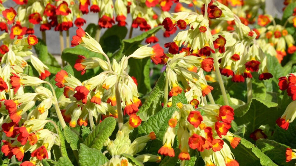 Primula veris 'Cowslip' Sunset Shades F1.