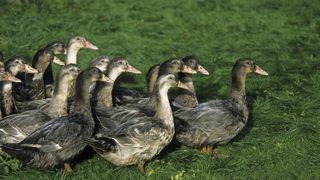 L'État vient d'annoncer la baisse de son financement à 40 % à l'automne 2025 pour la campagne vaccinale contre la grippe aviaire. L'État vient d'annoncer la baisse de son financement à 40 % à l'automne 2025 pour la campagne vaccinale contre la grippe aviaire.