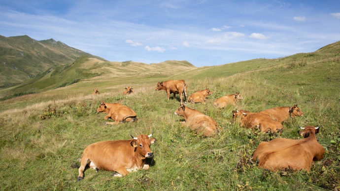 Un deuxième foyer de dermatose nodulaire contagieuse repéré en Savoie
