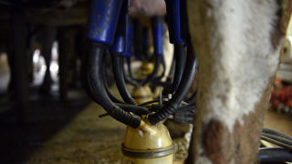 Le prix du lait de vache conventionnel a augmenté de 37 € sur un an, jusqu'à atteindre 468 €/ 1000 litres en avril 2025.