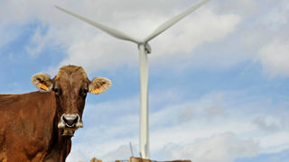 Compte tenu de leur exposition potentielle aux courants parasites, les chambres d’agriculture recommandent un état des lieux électrique et technico-économique avant tout aménagement énergétique. Compte tenu de leur exposition potentielle aux courants parasites, les chambres d’agriculture recommandent un état des lieux électrique et technico-économique avant tout aménagement énergétique.