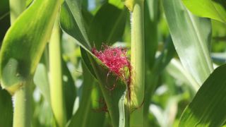 Une parcelle est considérée comme fleurie lorsqu'au moins 50 % des plantes présentent des soies.
