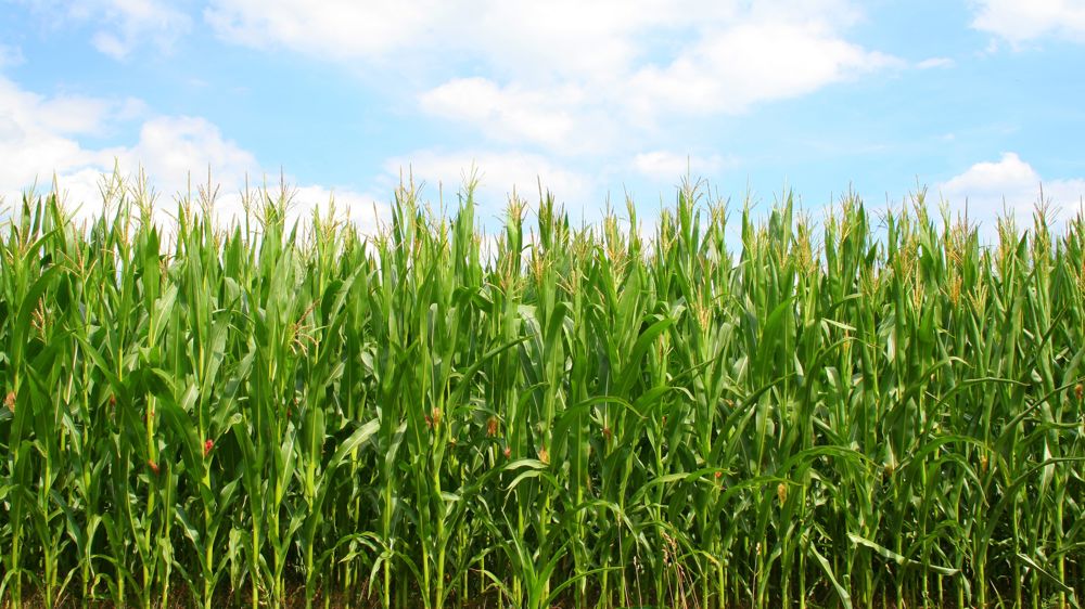 En pleine période de floraison des maïs, les conditions de culture sont particulièrement « idylliques » sur la Corn Belt américaine.