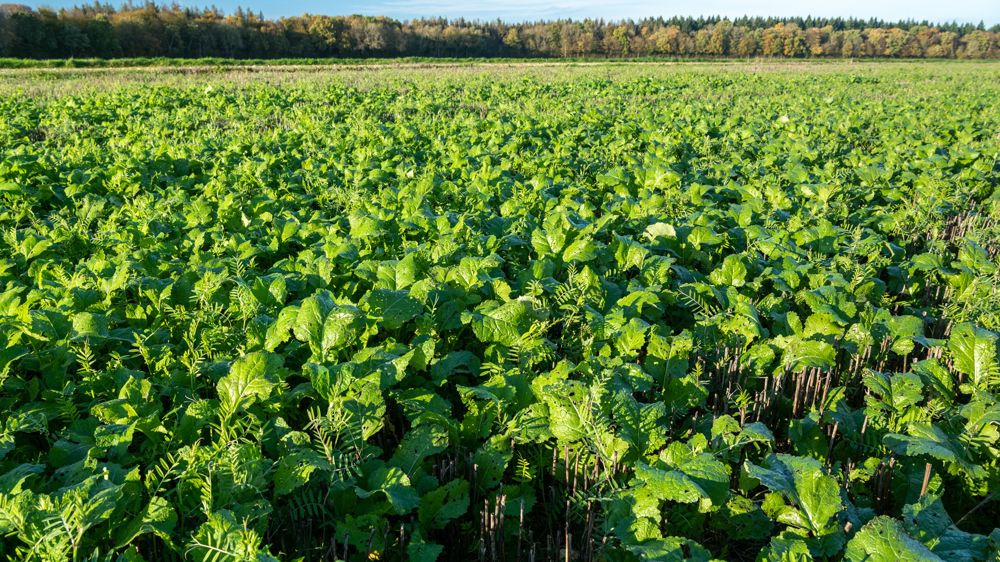 Arvalis et Terres Inovia comparent les différentes techniques de semis des couverts végétaux. Et selon vous ? N'hésitez pas à partager vos retours d'expérience dans les commentaires en fin d'article. Arvalis et Terres Inovia comparent les différentes techniques de semis des couverts végétaux. Et selon vous ? N'hésitez pas à partager vos retours d'expérience dans les commentaires en fin d'article.