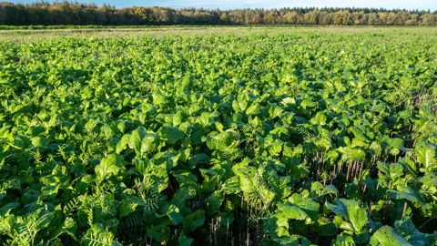 Arvalis et Terres Inovia comparent les différentes techniques de semis des couverts végétaux. Et selon vous ? N'hésitez pas à partager vos retours d'expérience dans les commentaires en fin d'article. Arvalis et Terres Inovia comparent les différentes techniques de semis des couverts végétaux. Et selon vous ? N'hésitez pas à partager vos retours d'expérience dans les commentaires en fin d'article.
