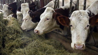 Un jeune éleveur de Savoir s'oppose à l'abattage de sont troupeaux où deux animaux ont été diagnostiqué atteints par la dermatose nodulaire contagieuse (DNC). (photo d'illustration