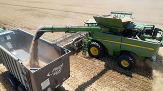 La production française de blé tendre atteindrait 32,6 millions de tonnes en 2025.