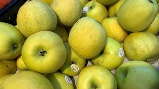 À l'instar de la variété Golden, dont la récolte est prévue en baisse de 5 % sur un an, la production française de pommes de table recule en 2025. À l'instar de la variété Golden, dont la récolte est prévue en baisse de 5 % sur un an, la production française de pommes de table recule en 2025.