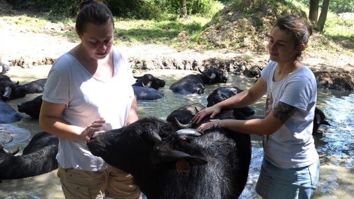 Les deux soeurs se sont installées en 2024 et les premières bufflonnes sont arrivées en novembre 2024.