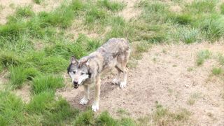 La Coordination rurale attend une transposition rapide, claire et efficace en droit français de la nouvelle législation européenne concernant le déclassement des loups.