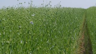 Le marché de la fibre bio de lin a pâti de l'explosion du prix de la fibre conventionnelle.