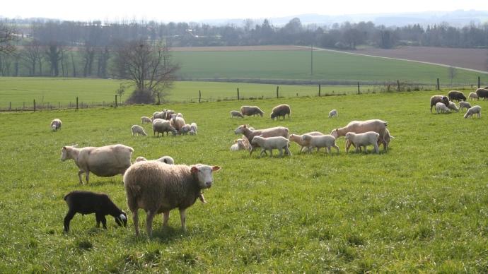 Moutons dans un pré