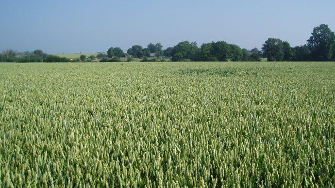 Champs de blé