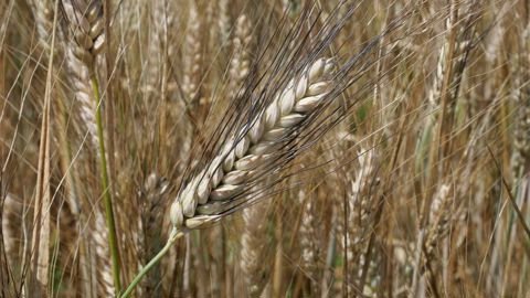 Au 1er juillet 2025, les surfaces de blé dur françaises étaient estimées à seulement 220 000 ha.