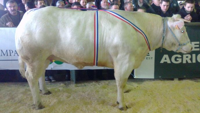 Grande Championne concours de Rethel mars 2013