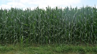 La Commission européenne estime, au 21 juillet 2025, que le rendement français du maïs grain pourrait être de 89,0 q/ha.