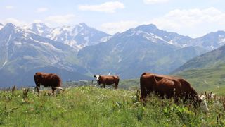 Le beaufort est un fromage de haute montagne élaboré à partir de lait de vaches de races farine et abondance.