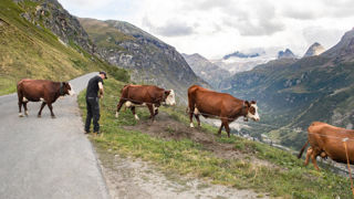 Un nouveau cas de dermatose nodulaire contagieuse a été déclaré sur la commune d'Hauteluce, à 30 kilomètre à l'est des foyers précédents. Un nouveau cas de dermatose nodulaire contagieuse a été déclaré sur la commune d'Hauteluce, à 30 kilomètre à l'est des foyers précédents.